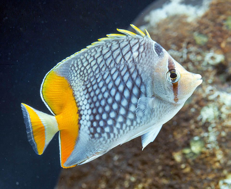 Chaetodon xanthurus (Pez mariposa cola amarilla / Pearlscale Butterflyfish)
