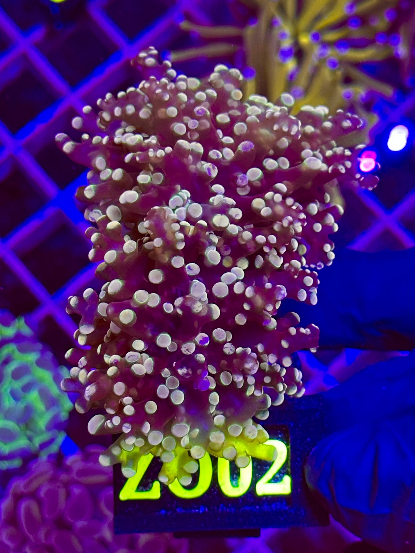 Euphyllia Paradivisa GRAFTED