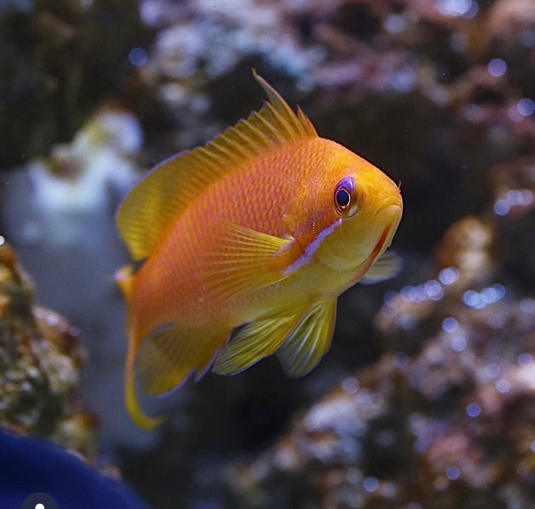 Anthias Wreck - Pseudanthias squamipinnis - CoralMastery | PECES