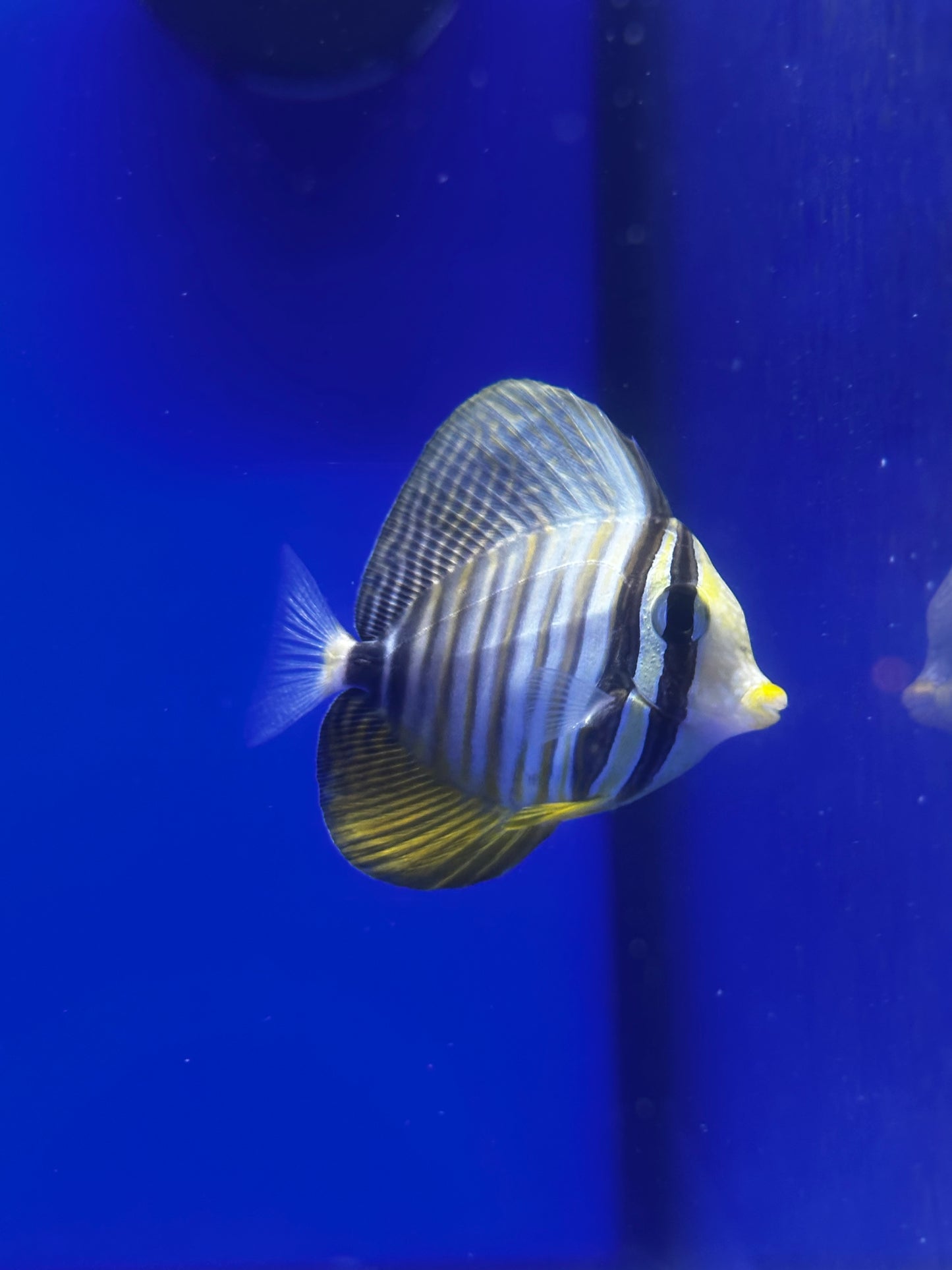 Pez Cirujano Velo Sailfin Zebrasoma desjardinii