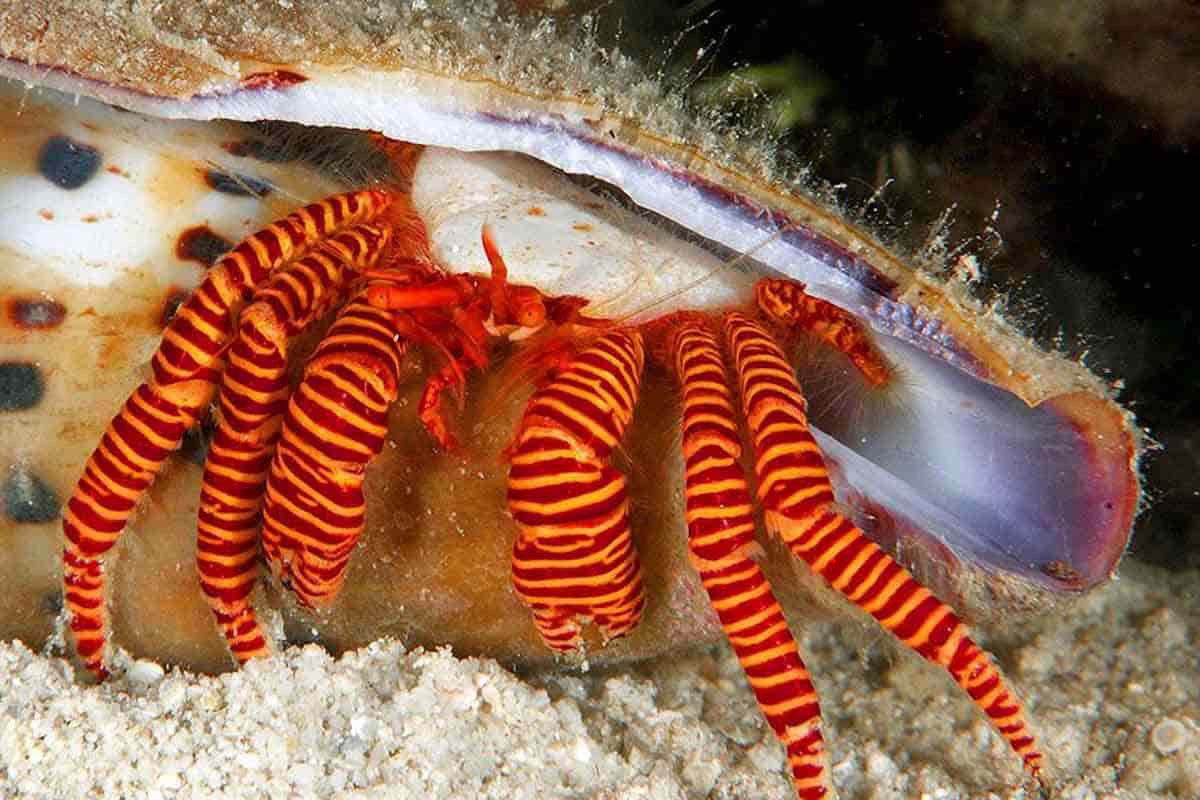 Ciliopagurus strigatus (Cangrejo ermitaño Halloween)