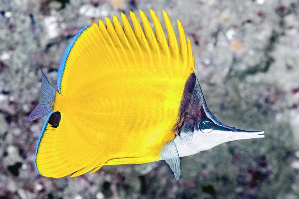 Pez mariposa de pico largo - Forcipiger flavissimus