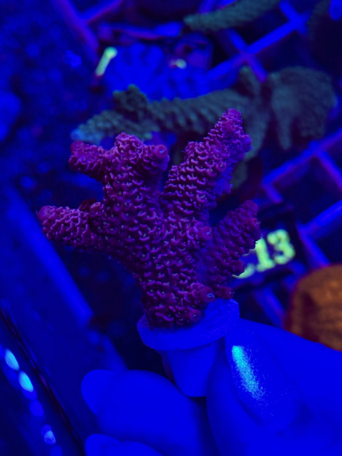 Acropora spathulata “Red Purple”