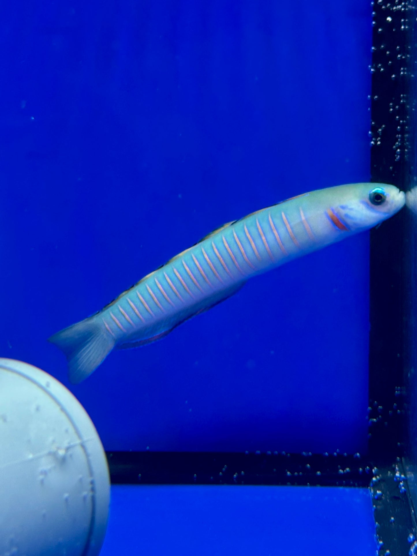 Ptereleotris zebra (Pez dardo cebra / Zebra Dartfish)
