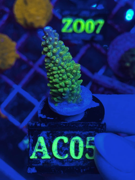 Acropora spp. WYSIWYG 001