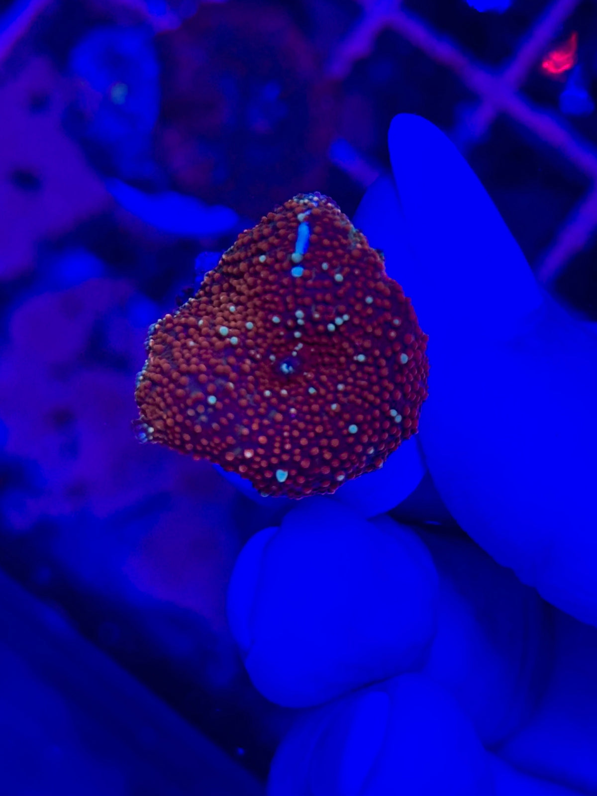 Discosoma WYSIWYG 002