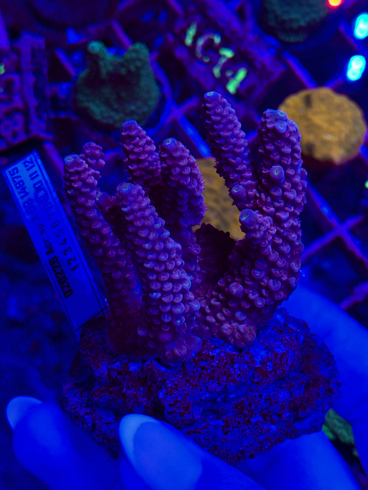 Acropora spp. WYSIWYG 012