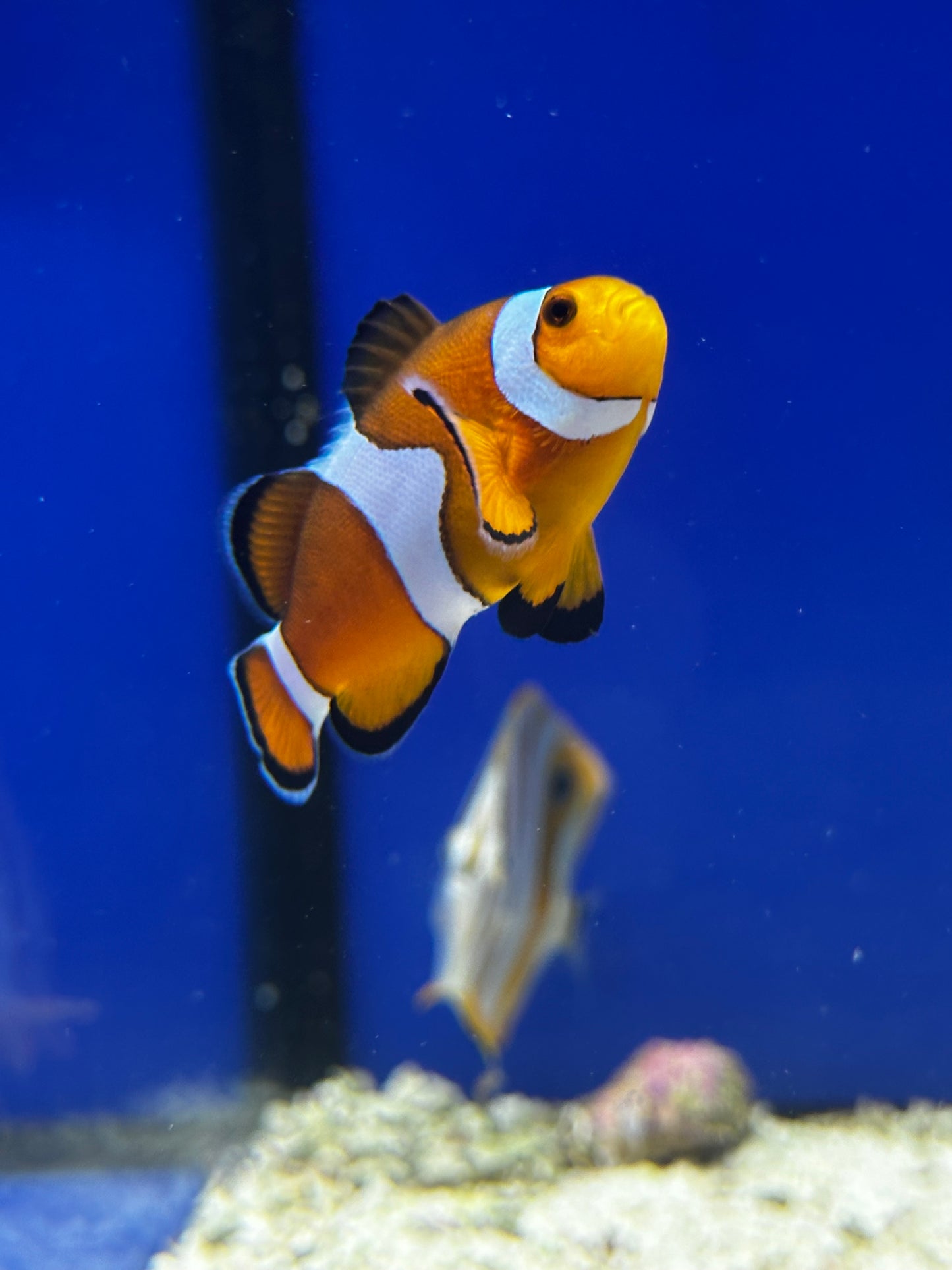 Pez Payaso Común Criado en Cautividad - Amphiprion ocellaris