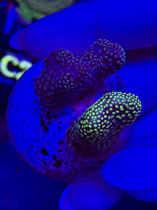 Stylophora sp. – Coral SPS Stylophora
