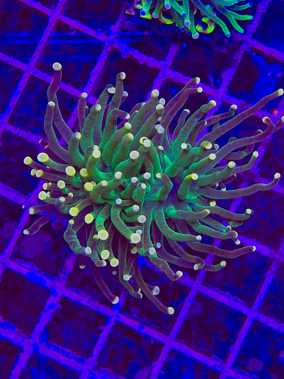 Euphyllia GLABRESCENS GREEN / YELLOW TIPS