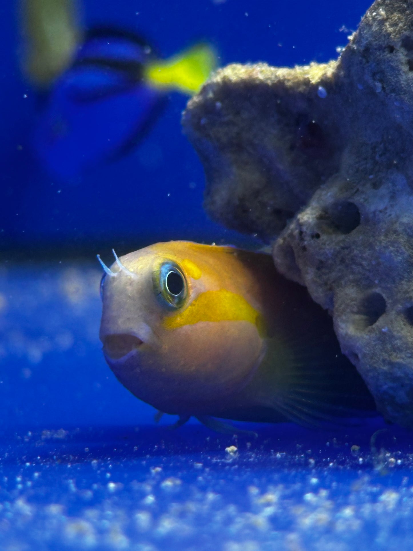 Blenio Midas - Ecsenius midas - CoralMastery | PECES