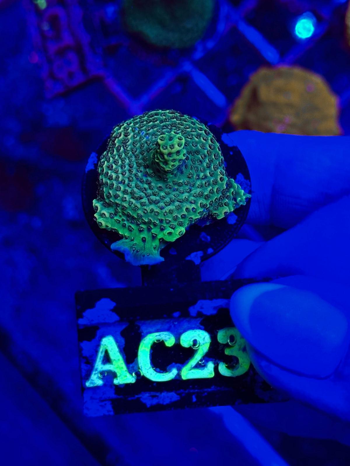 Acropora spp. WYSIWYG 005