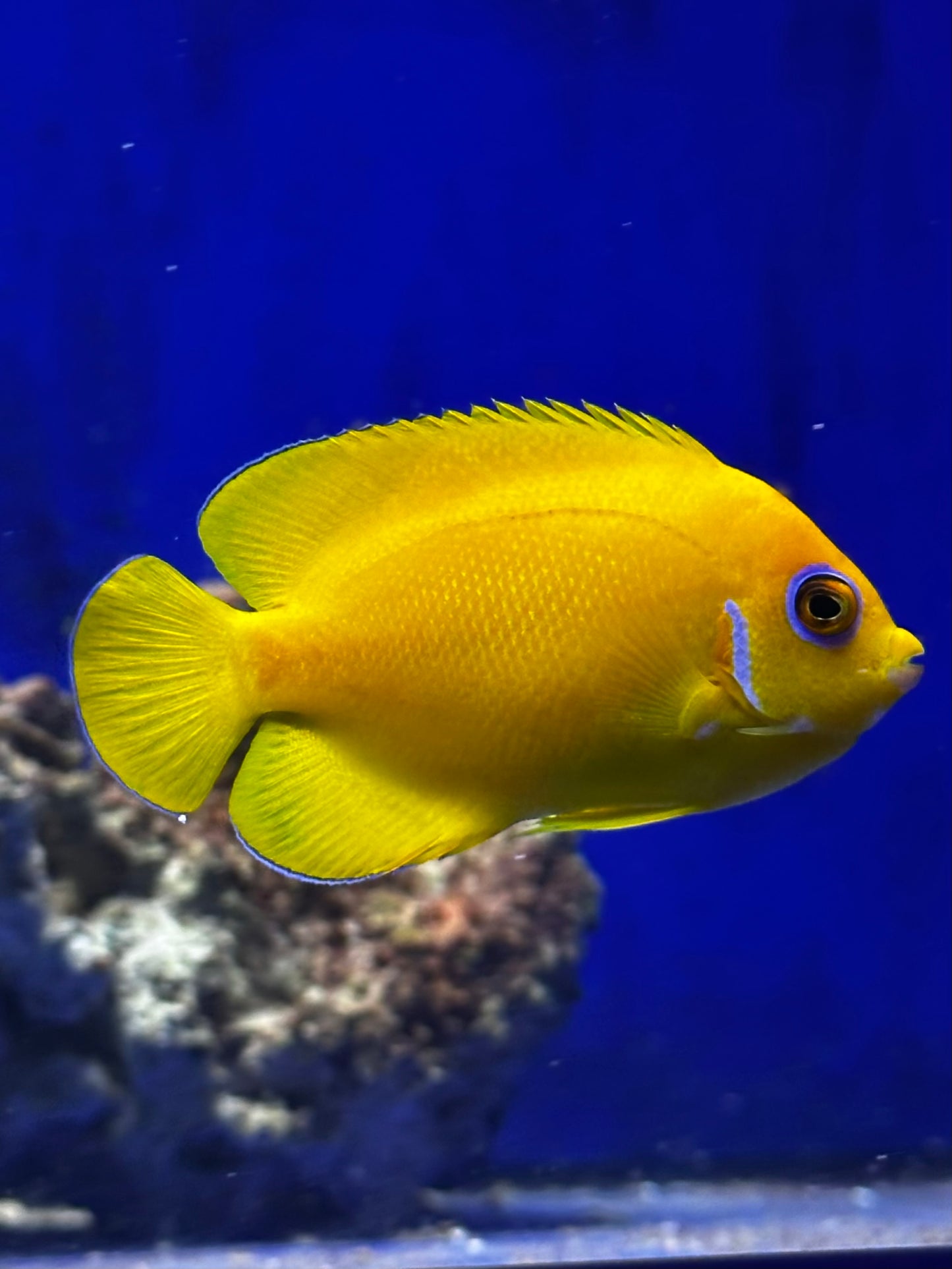 Pez Ángel Enano Limón Amarillo Centropyge flavissima