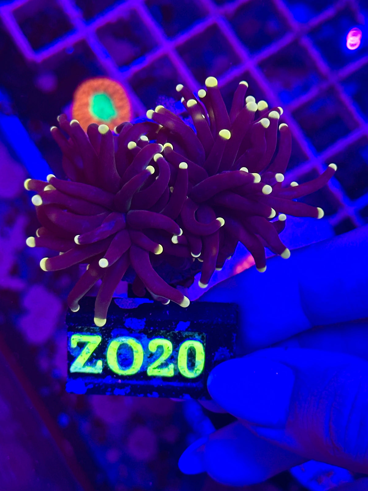Euphyllia TORCH - BLACK YELLOW TIPS WYSIWYG 2 CABEZAS Z020