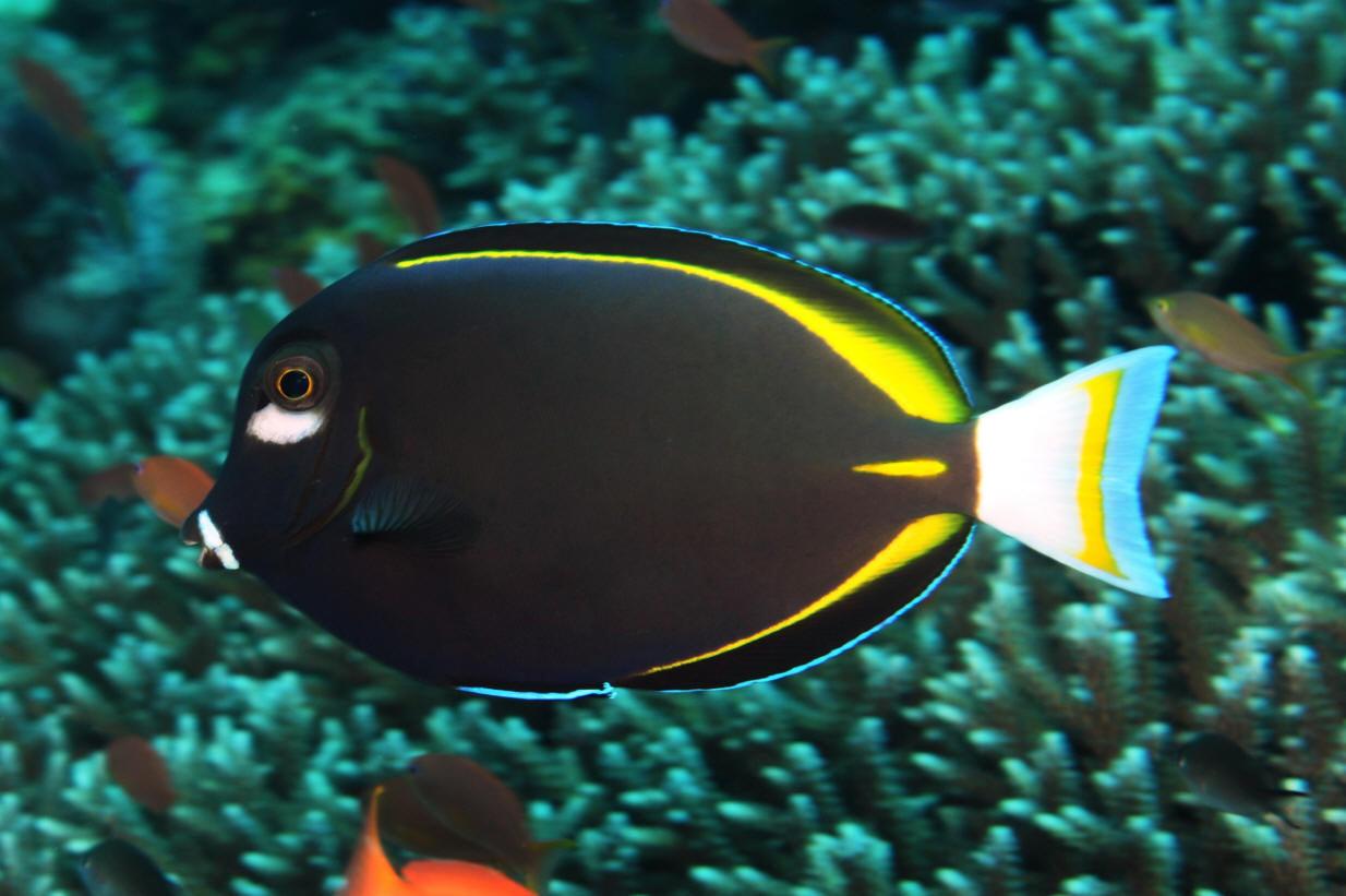 Acanthurus nigricans (Pez cirujano mejilla blanca / Goldrim Tang)