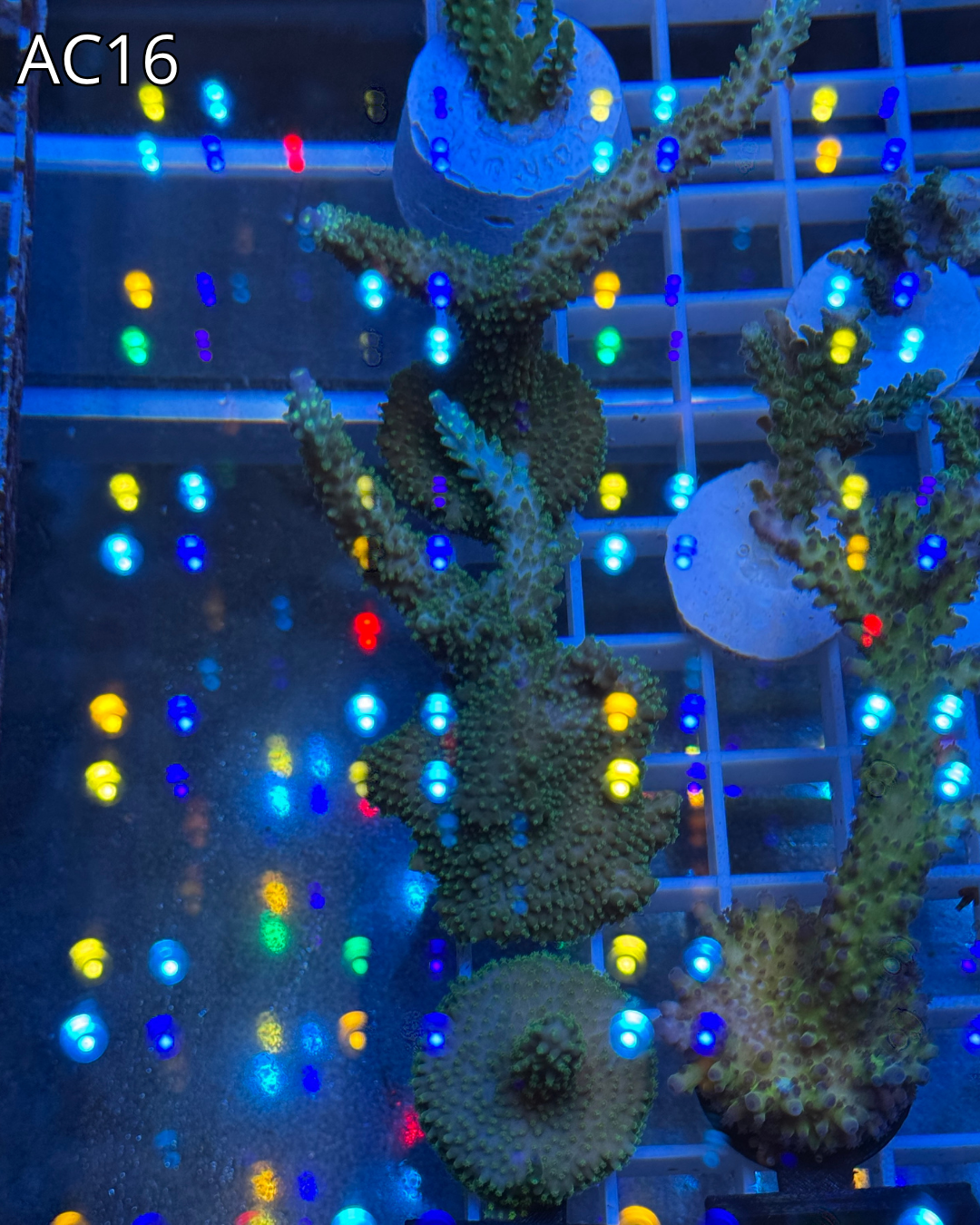 Acropora Formosa AC16