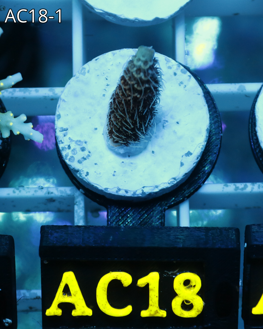 Acropora Millepora PINK MAGMA AC18