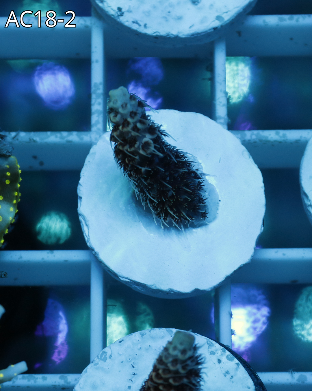 Acropora Millepora PINK MAGMA AC18