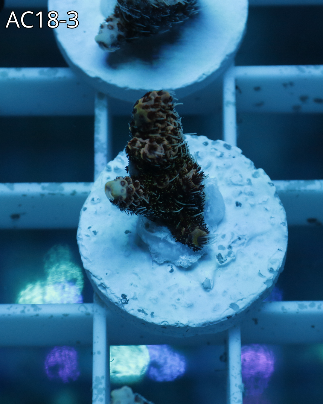 Acropora Millepora PINK MAGMA AC18