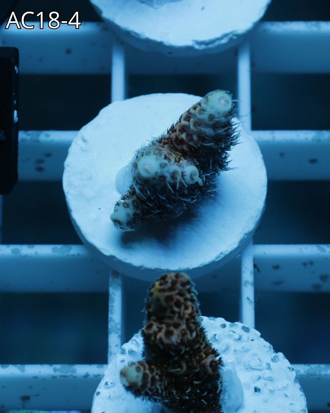 Acropora Millepora PINK MAGMA AC18