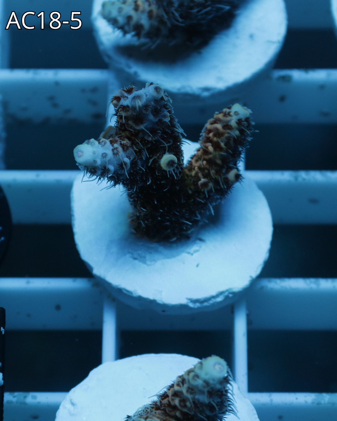 Acropora Millepora PINK MAGMA AC18