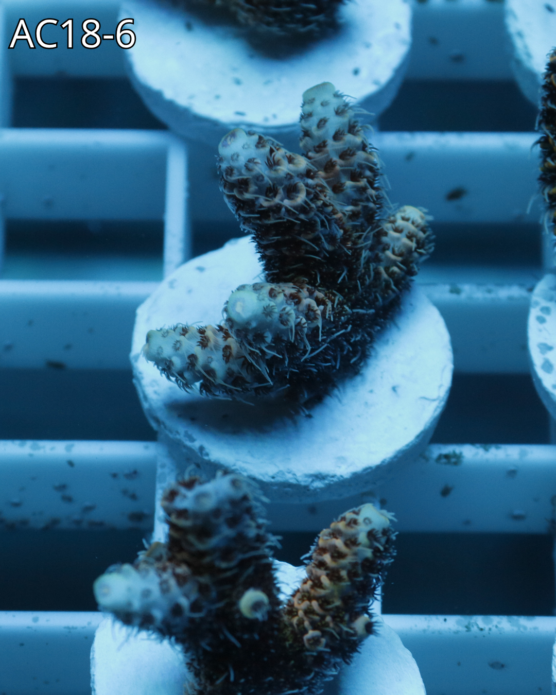 Acropora Millepora PINK MAGMA AC18