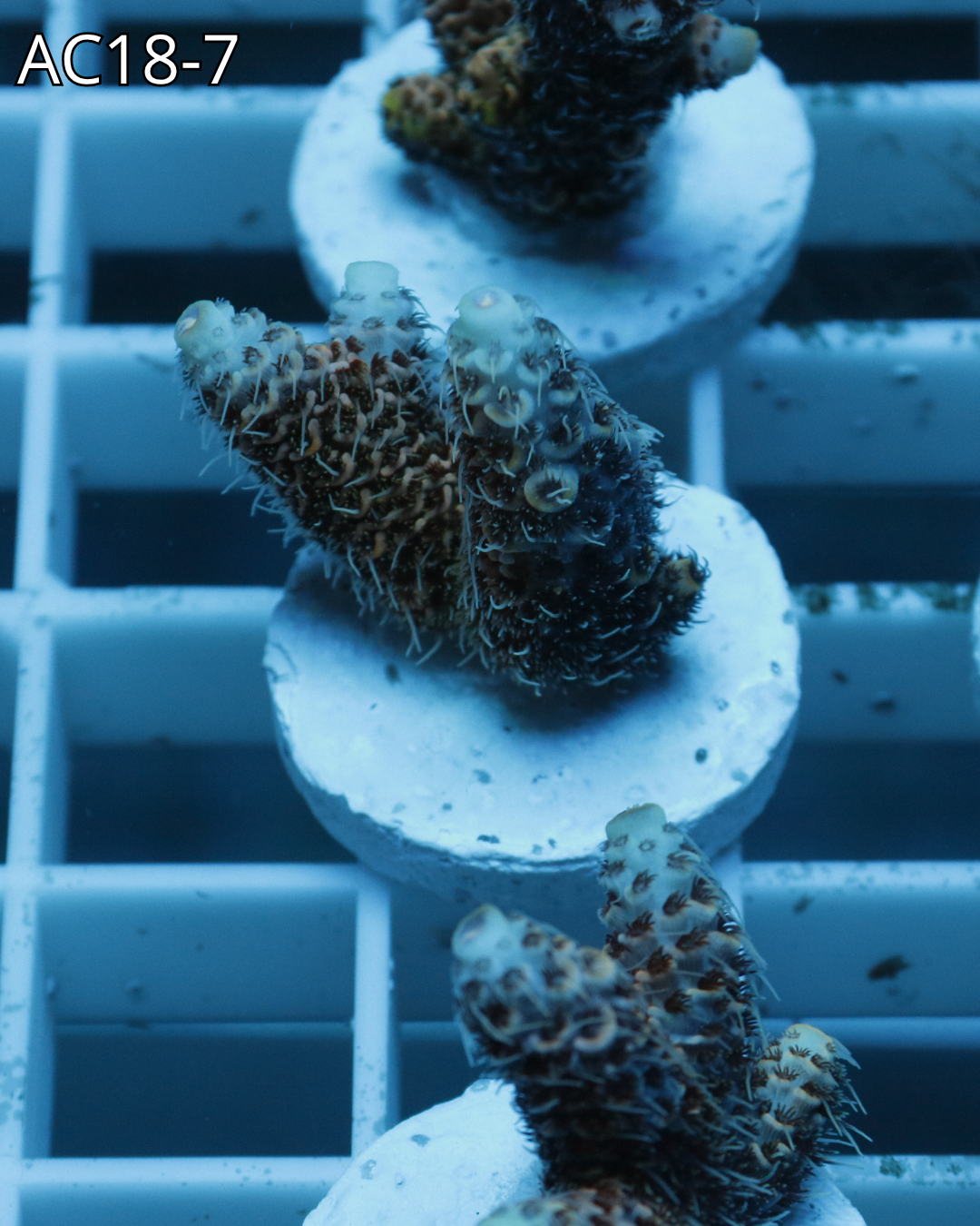 Acropora Millepora PINK MAGMA AC18
