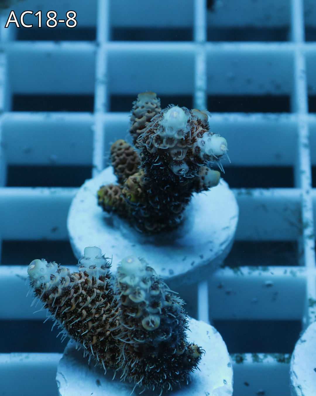 Acropora Millepora PINK MAGMA AC18