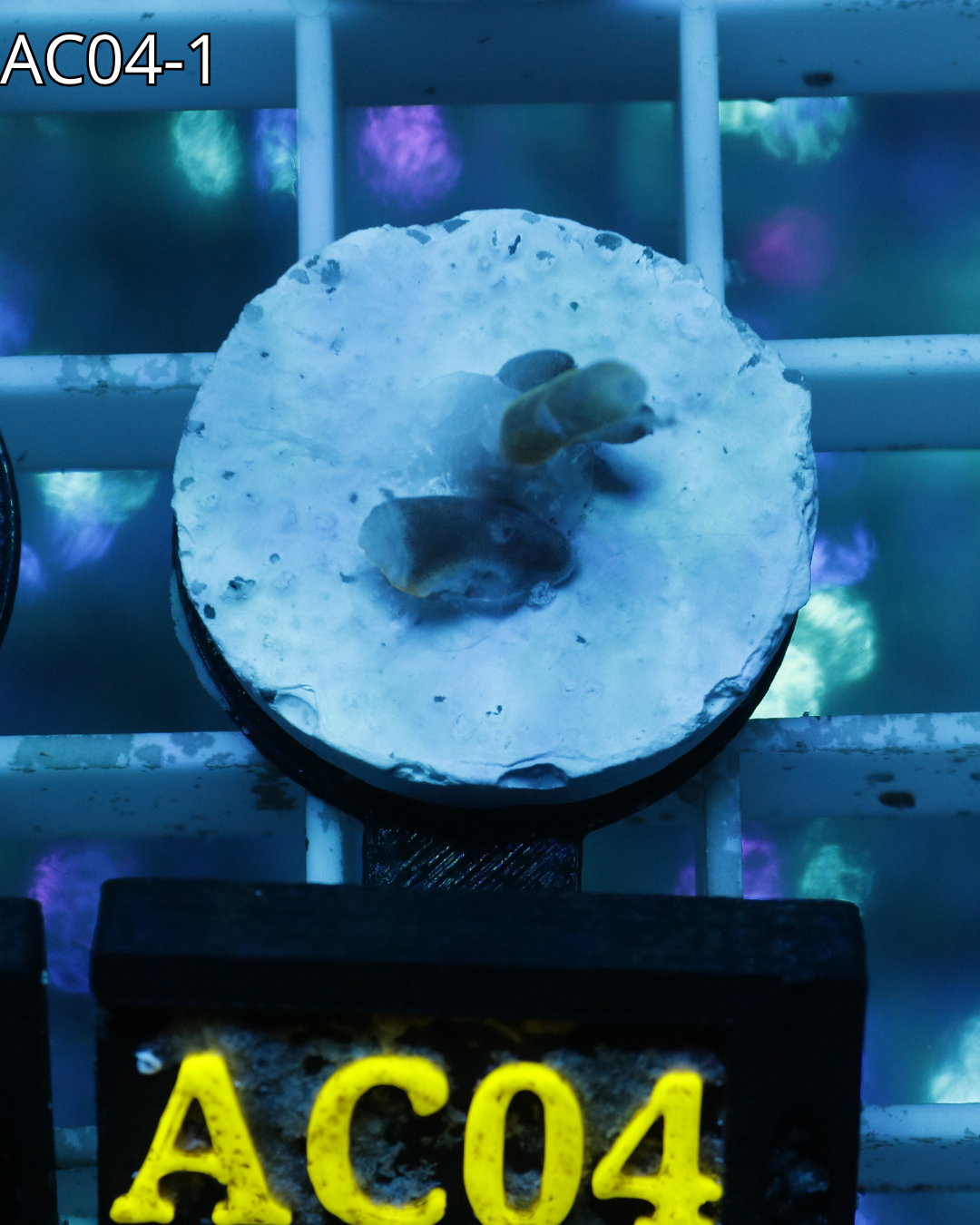Acropora Echinata Rainbow AC04
