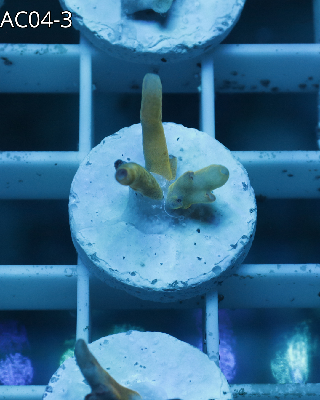 Acropora Echinata Rainbow AC04