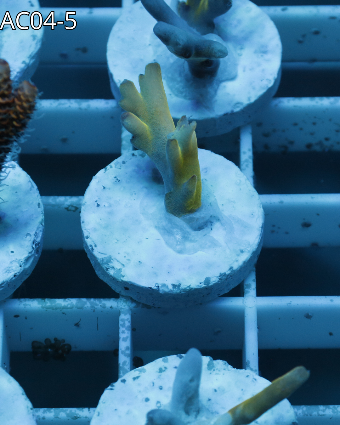 Acropora Echinata Rainbow AC04