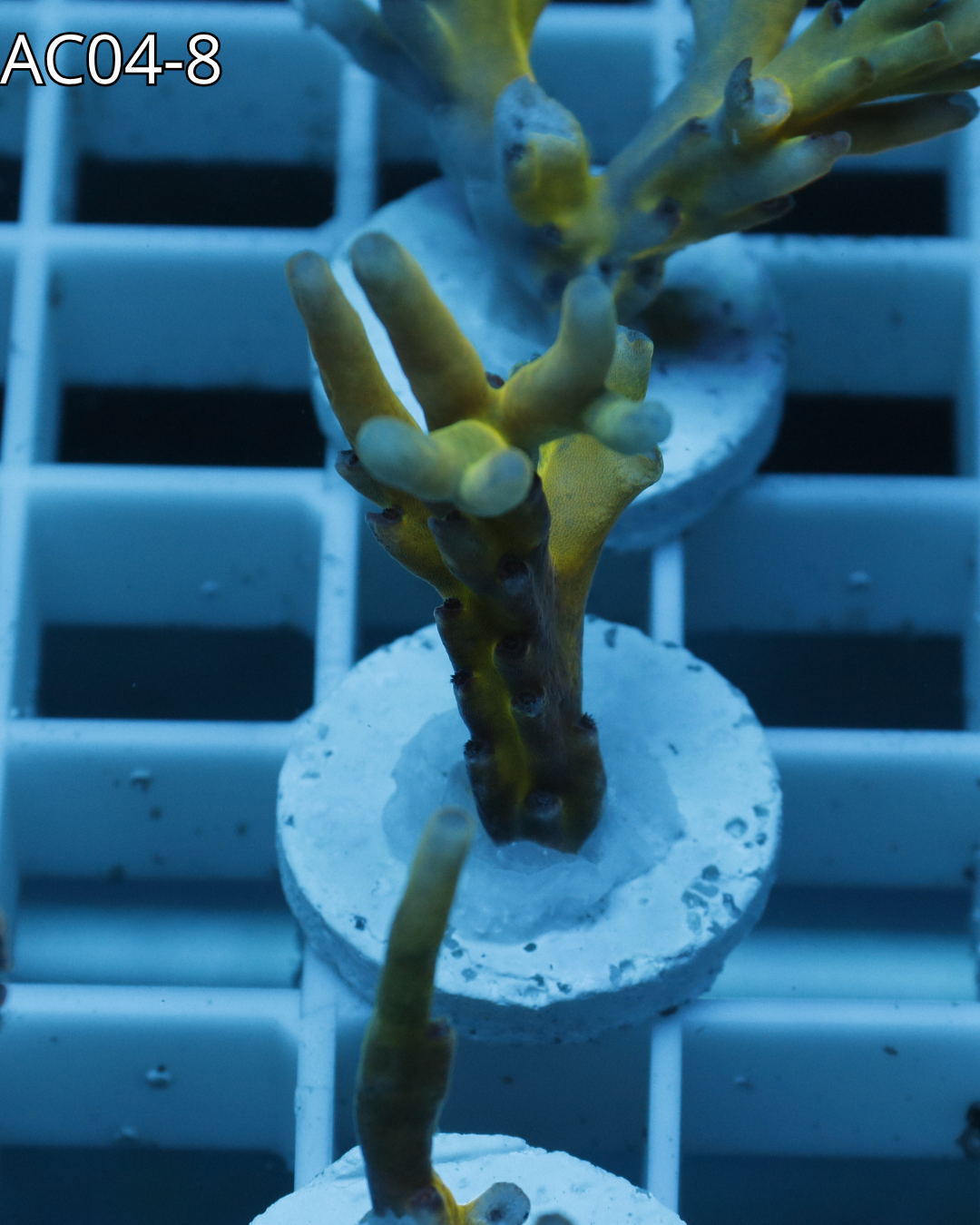 Acropora Echinata Rainbow AC04