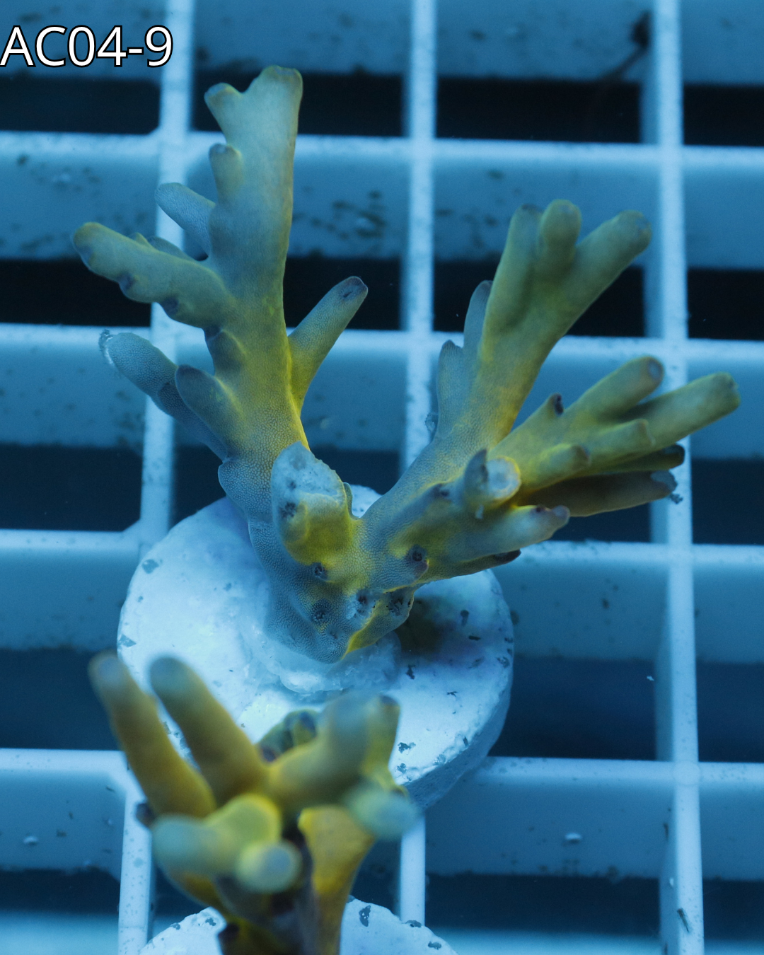 Acropora Echinata Rainbow AC04