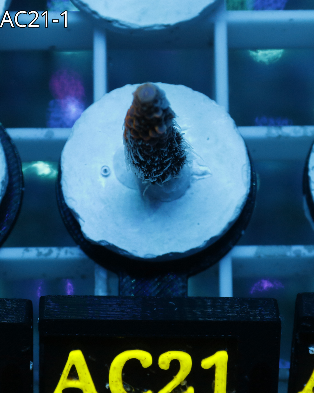 Acropora Millepora Emeral Blaze AC21