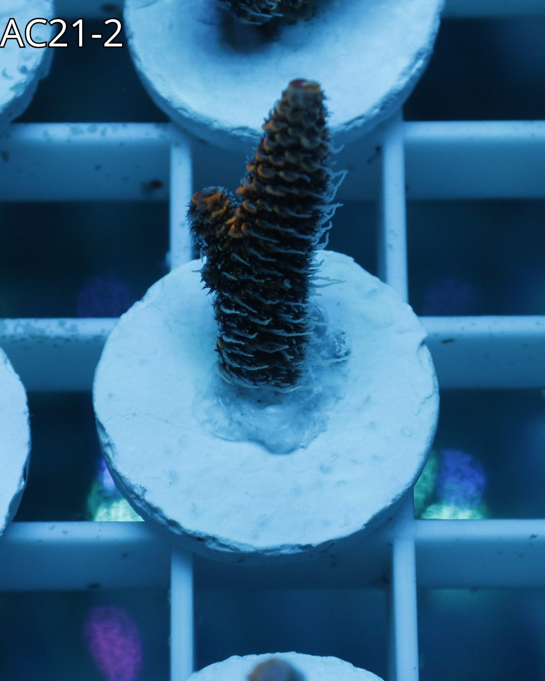 Acropora Millepora Emeral Blaze AC21