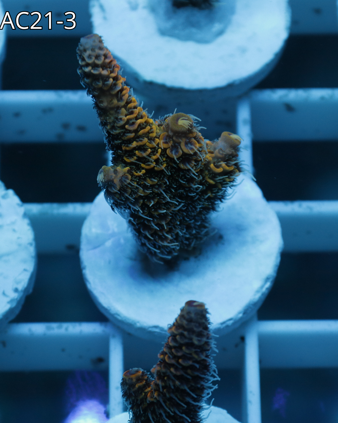 Acropora Millepora Emeral Blaze AC21