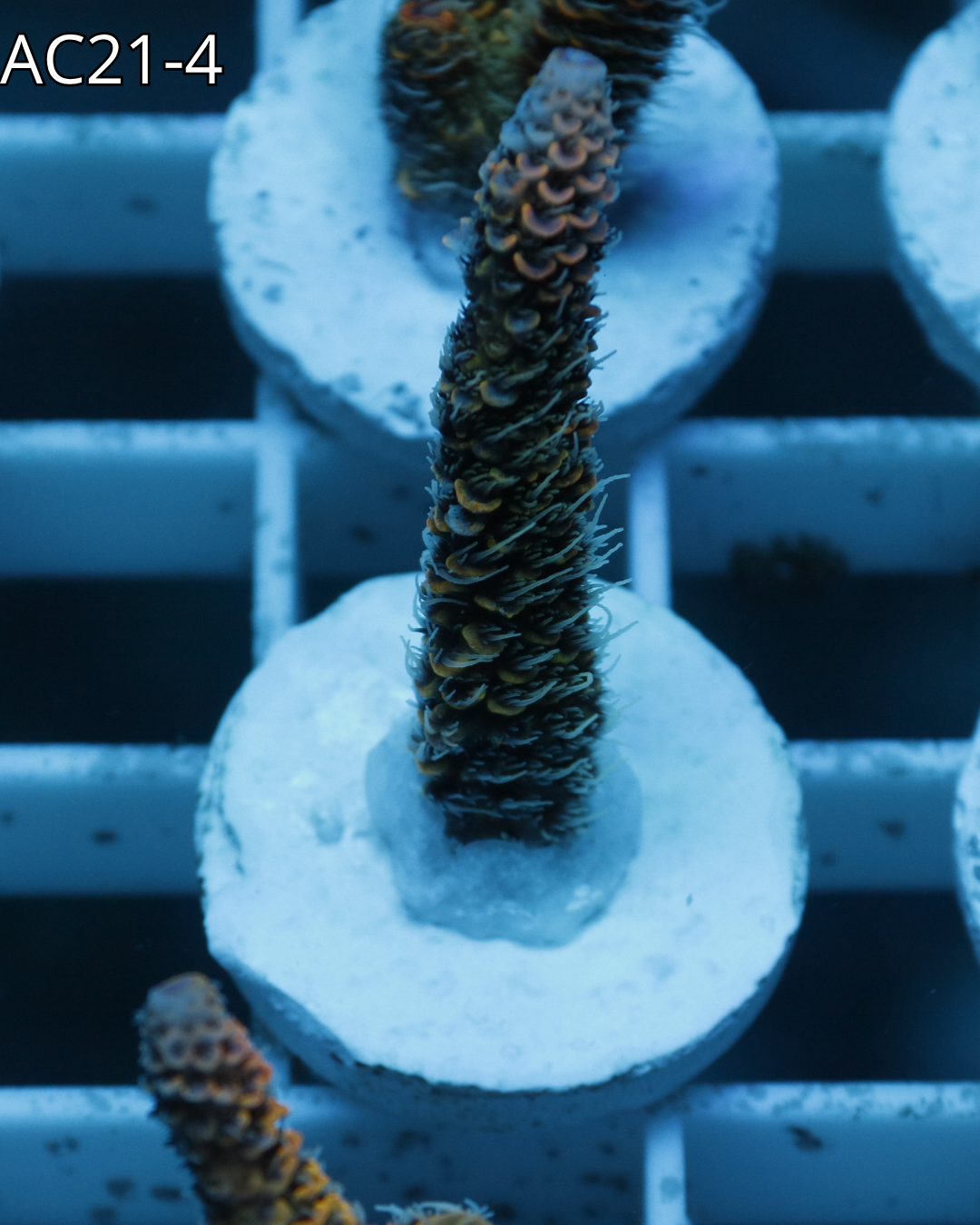 Acropora Millepora Emeral Blaze AC21