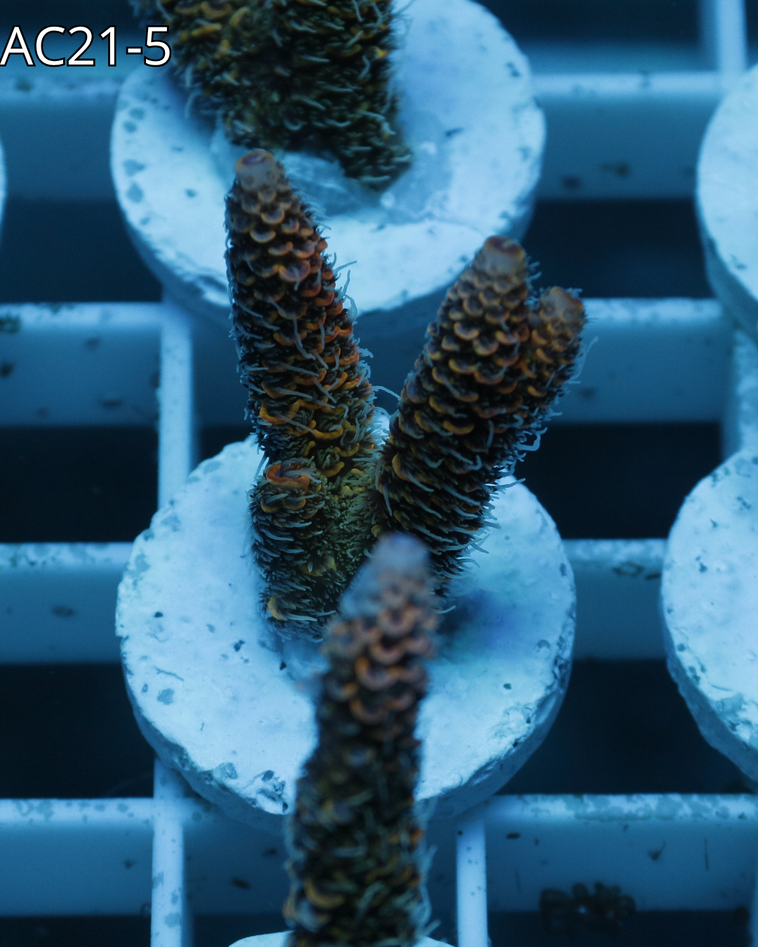 Acropora Millepora Emeral Blaze AC21