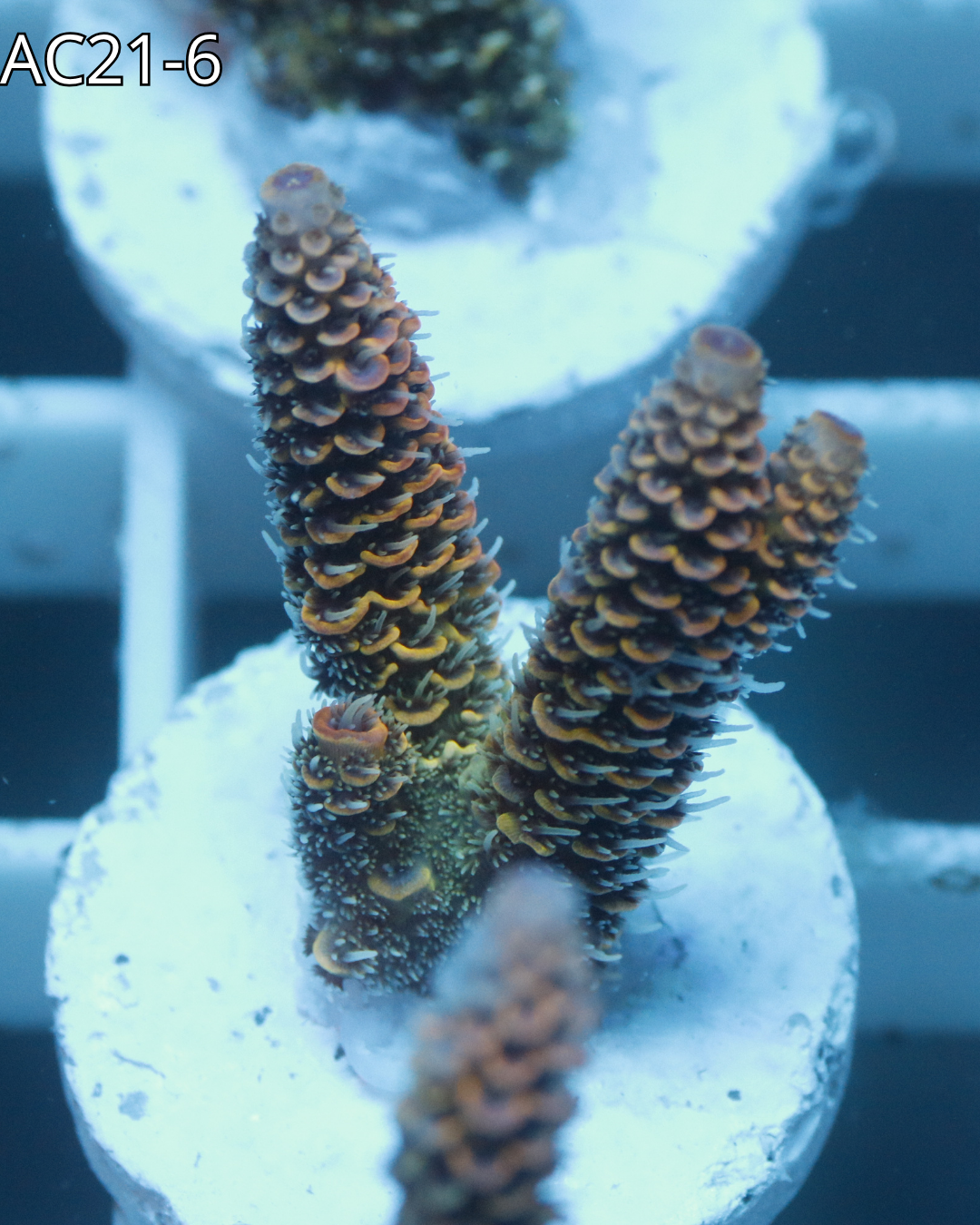 Acropora Millepora Emeral Blaze AC21