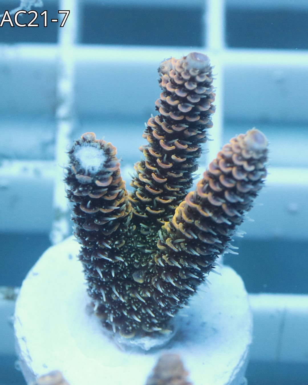 Acropora Millepora Emeral Blaze AC21