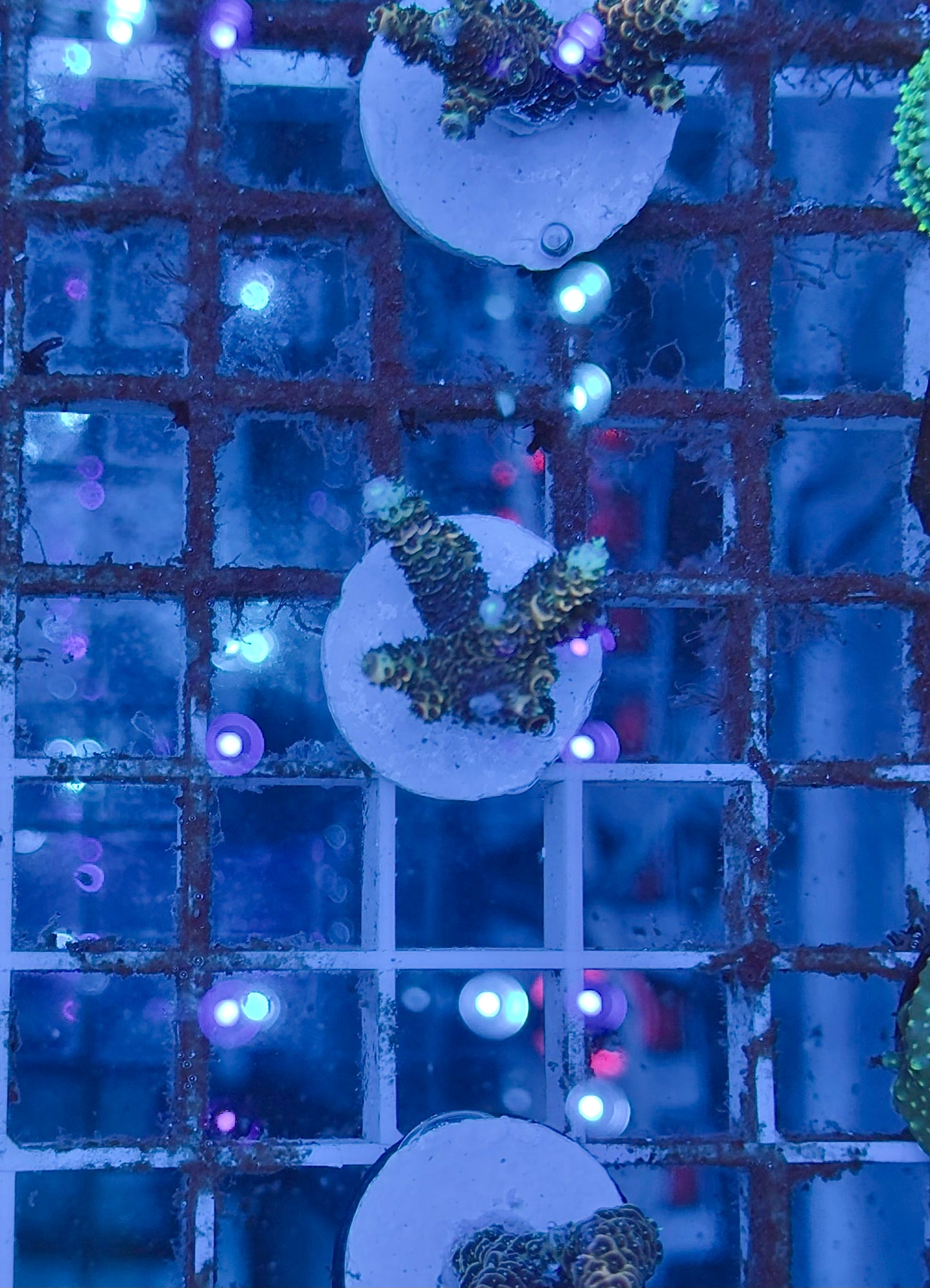 Acropora Millepora orange