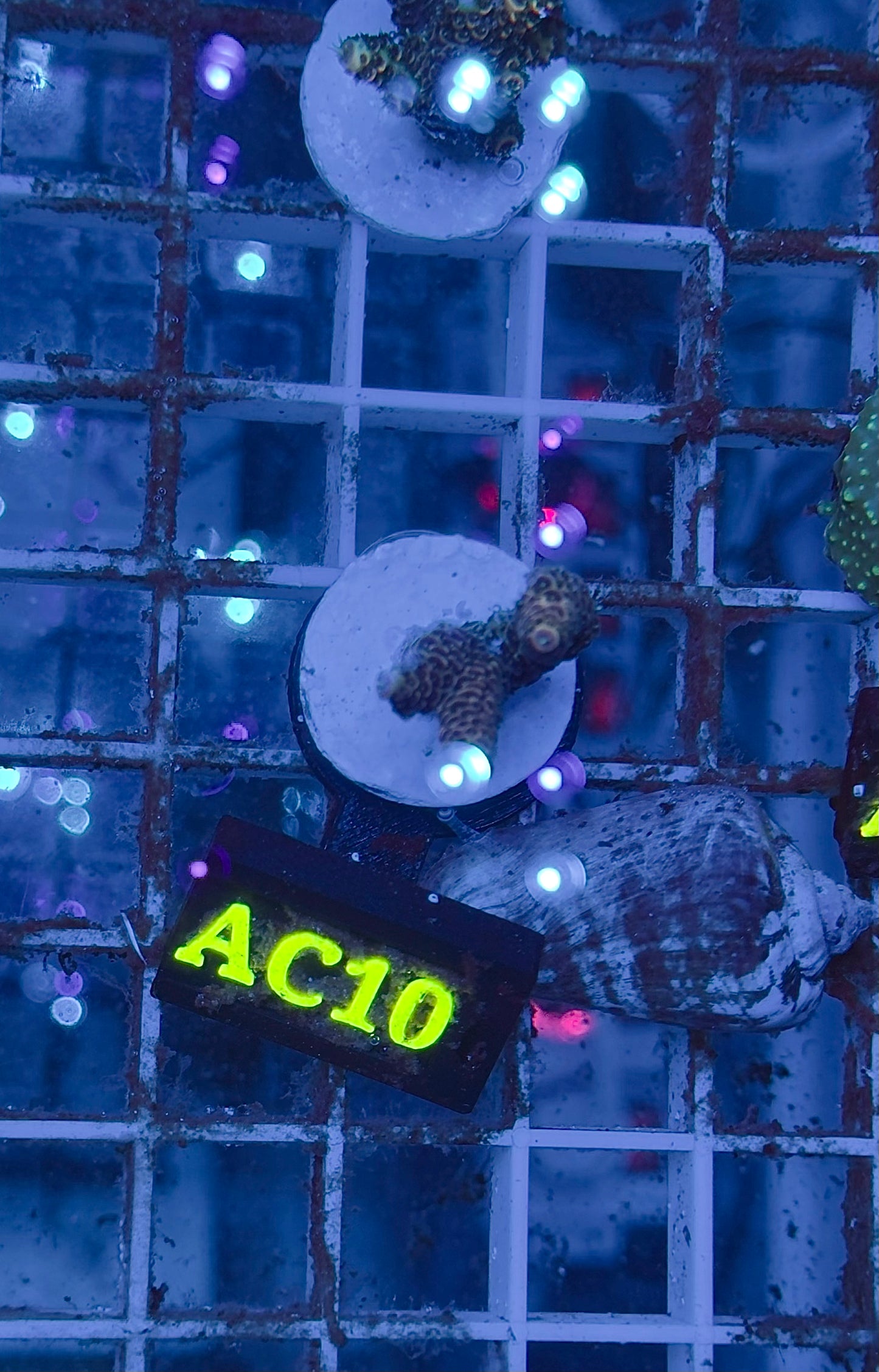 Acropora Millepora orange