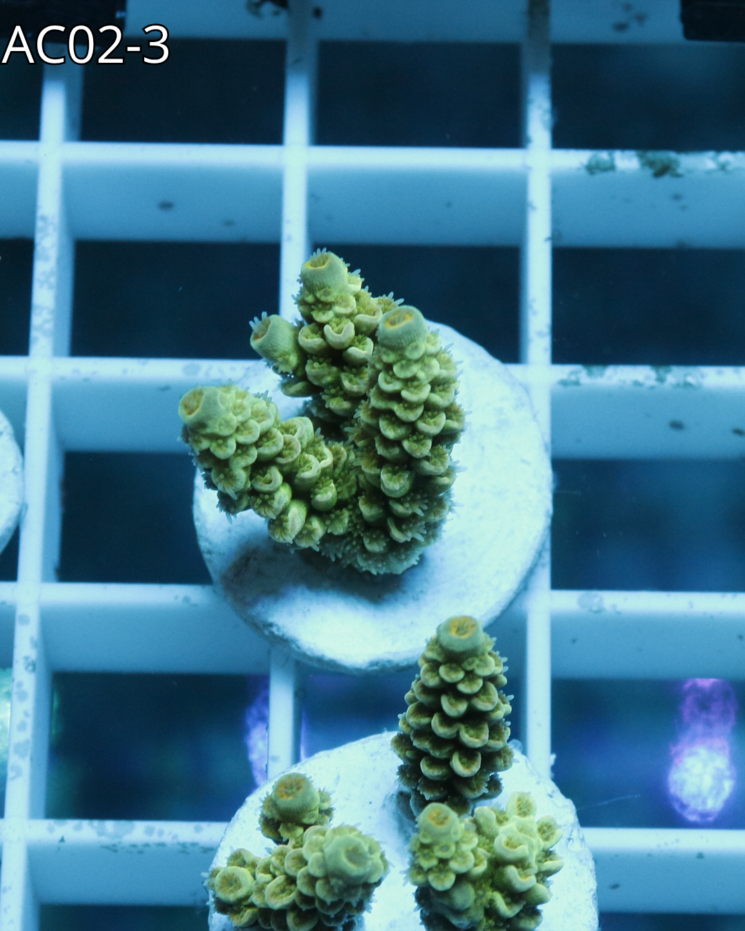 Acropora Tenuis AC02