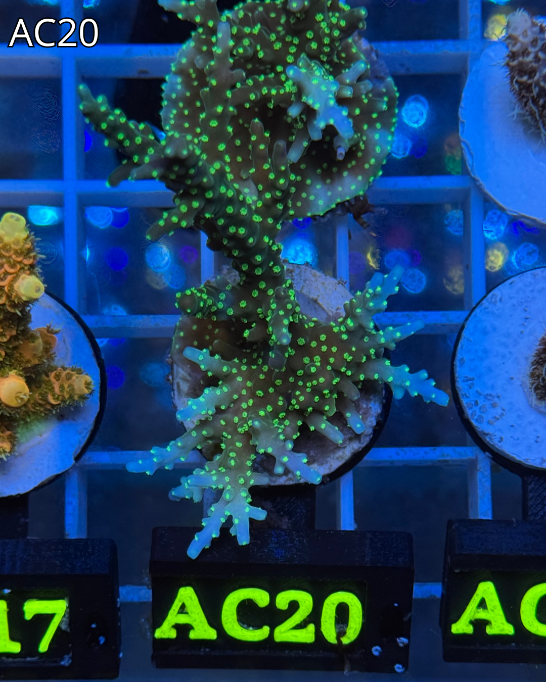 Acropora Tricolor FRAGS XL AC20