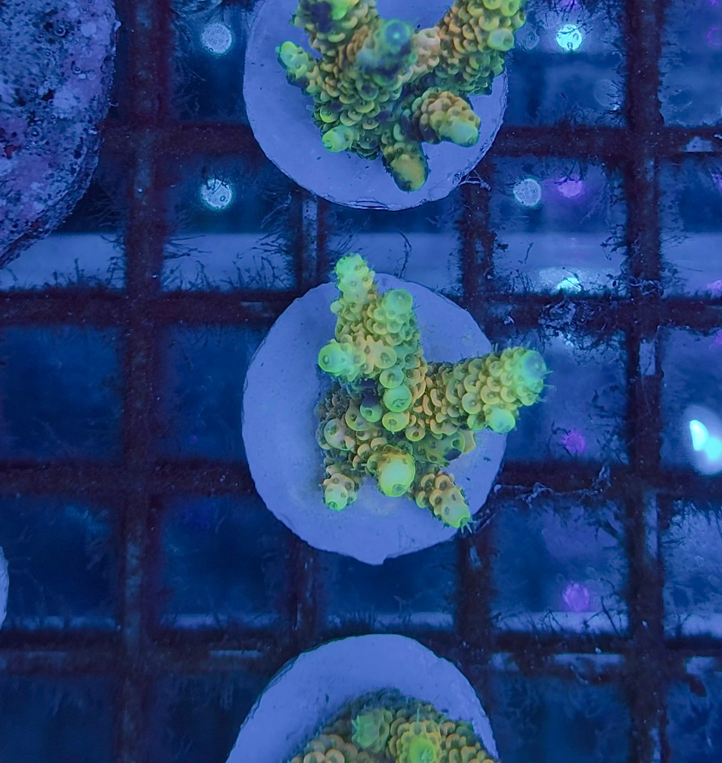 Acropora Millepora Sunset Orange