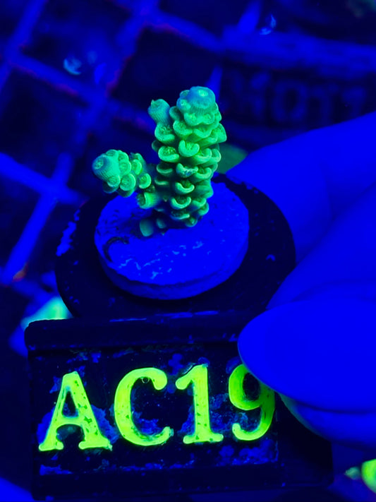 Acropora millepora “Neon Yellow”