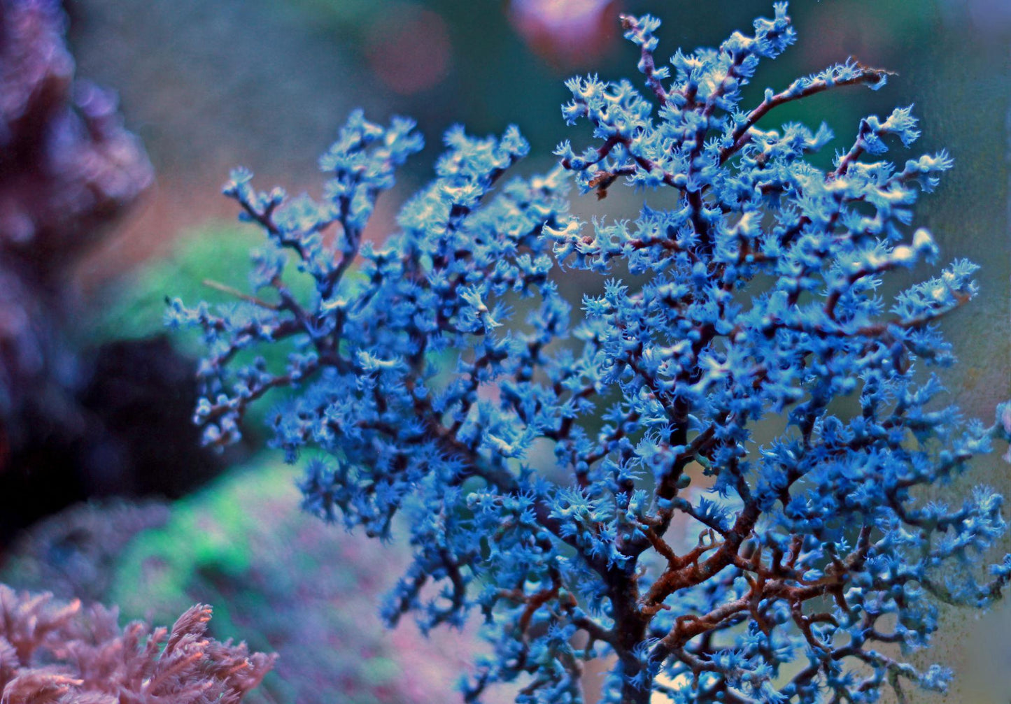 Gorgonia Blueberry L030 de CoralMastery, coral blando azul vivo para acuario reef