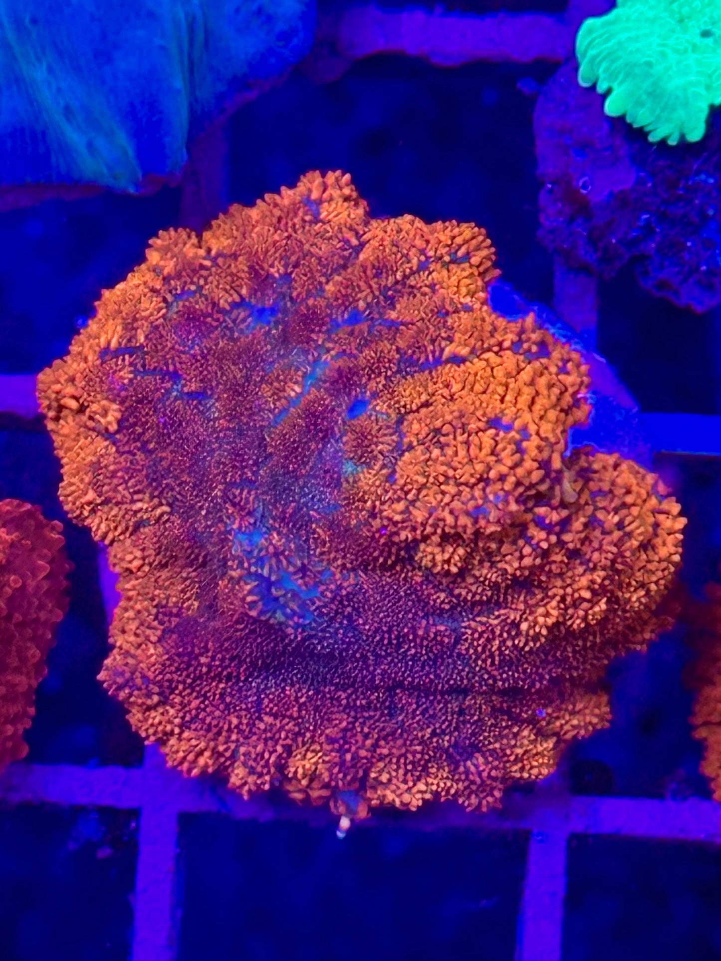 Rhodactis SUPERMAN
