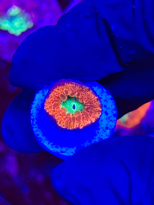 Blastomusa Welsi