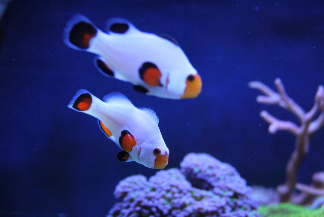 Amphiprion percula “Platinum” (Pez payaso Platinum Percula)
